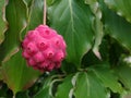 Kousa dogwood beautiful fruit Royalty Free Stock Photo