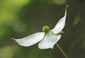 Kousa Dogwood Bloom Royalty Free Stock Photo