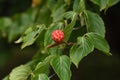 Kousa dogwood fruits Royalty Free Stock Photo