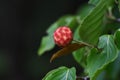 Kousa dogwood fruits Royalty Free Stock Photo