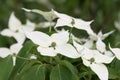 Kousa dogwood Cornus kousa, close-up of green-white flowers Royalty Free Stock Photo