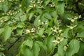 Kousa dogwood, Cornus kousa, flowering tree Royalty Free Stock Photo