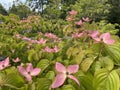 Kousa dogwood Cornus Kousa `Miss Satomi`, Japanischer Blumen-Hartriegel oder Rosa Blumenhartriegel, Chinese dogwood or Japanese