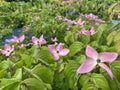 Kousa dogwood Cornus Kousa `Miss Satomi`, Japanischer Blumen-Hartriegel oder Rosa Blumenhartriegel, Chinese dogwood or Japanese