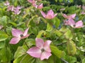 Kousa dogwood Cornus Kousa `Miss Satomi`, Japanischer Blumen-Hartriegel oder Rosa Blumenhartriegel, Chinese dogwood or Japanese