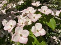 Kousa dogwood Cornus kousa `Satomi` / Japanischer Blumen-Hartriegel `Satomi`, Blumenhartriegel - The Botanical Garden