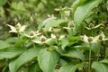 Kousa dogwood, Cornus kousa, small green-white flowers Royalty Free Stock Photo