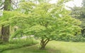 Kousa dogwood, Cornus kousa, small tree Royalty Free Stock Photo