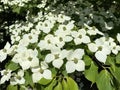 Kousa dogwood / Cornus kousa `Wietings Select` / Japanischer Blumen-Hartriegel `Wieting`s Select`, Blumenhartriegel