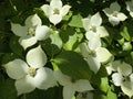 Kousa dogwood / Cornus kousa `Wietings Select` / Japanischer Blumen-Hartriegel `Wieting`s Select`, Blumenhartriegel