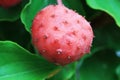 Kousa dogwood fruit Royalty Free Stock Photo