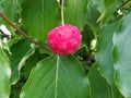 Beautiful dogwood fruit