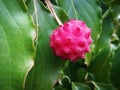 Kousa dogwood fruit