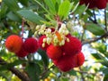 Kousa Dogwood Fruit and Flowers Royalty Free Stock Photo