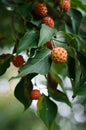 Kousa Dogwood Fruit Royalty Free Stock Photo