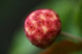 Kousa dogwood fruits Royalty Free Stock Photo