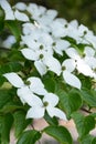 Kousa dogwood Royalty Free Stock Photo