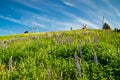 Kouvola, Finland - 11 June 2020: Slope Mielakka with blue lupine flowers at summer