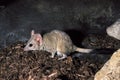 Kowari or Brush Tailed Marsupial Rat, dasyuroides byrnei, Small Carnivorous Marsupial native to Australia Royalty Free Stock Photo