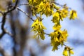 Kowhai Blooms