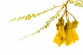 Kowhai flower isolated on a white background