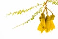 Kowhai flower isolated on a white background Royalty Free Stock Photo