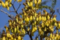 Kowhai Flowers