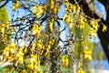 Kowhai tree on bloom Royalty Free Stock Photo