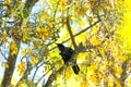 Kowhai tree on bloom Royalty Free Stock Photo