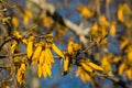 Kowhai tree in bloom Royalty Free Stock Photo