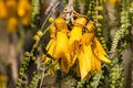 Kowhai tree flower in springtime