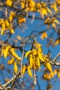 Kowhai tree flowers Royalty Free Stock Photo