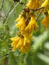 New Zealand Kowhai Tree Flowers Royalty Free Stock Photo