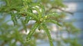 Kowhai tree Sophora leaves after spring rain Royalty Free Stock Photo