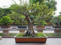 Image of the bonsai trees that can be seen in the Nan Lian Garden in Hong Kong