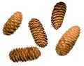 Koyamai Spruce Cones