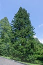 Koyamaki or Japanese Umbrella-pine (Sciadopitys verticillata), Sciadopitiaceae Royalty Free Stock Photo