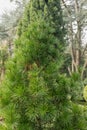 Japanese umbrella pine Sciadopitys verticillata Picola, dwarf tree Royalty Free Stock Photo