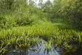 Krabbenscheer, Water soldier, Stratiotes aloides Royalty Free Stock Photo