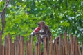 Krabi, Thailand - July 15, 2014: Monkey with red Coca-cola can