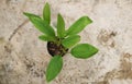 Krachai Boesenbergia rotunda or finger root Thai herbs to prevent COVID 19 on cement floor background