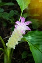 Krachai flower, Curcuma Sessilis.