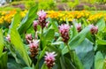 The Krachai flower will blooming the rainy season nature background