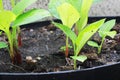 Krachai planted in black pots is a vegetable garden and herbs