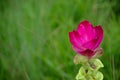 Krachiew flower green grass blur background Royalty Free Stock Photo