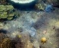 Krait sea snake underwater photo. Dangerous marine animal. Poisonous sea snake swims in shallow water.