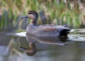 Krakeend, Gadwall, Anas strepera Royalty Free Stock Photo