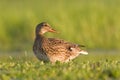Krakeend, Gadwall, Anas strepera Royalty Free Stock Photo