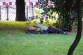 Krakow, Poland - 07.27.2019: a dirty homeless man sleeps on the lawn under a tree in the Park. bums in the center of the big city