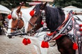 Krakow, Poland - 19th October 2016. Closeup of a pair of horses